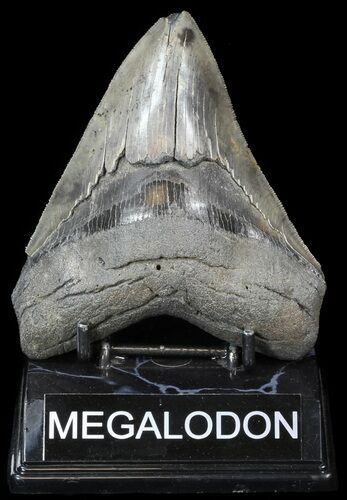 Serrated Megalodon Tooth - South Carolina #42239